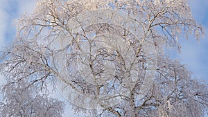 Tree with branches covered with fresh snow. Crown of birch against cloudy blue and white sky in winter. Illustration, background