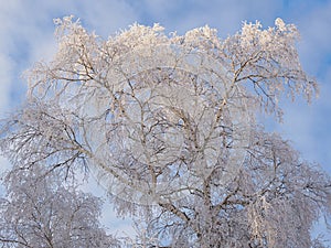 Tree with branches covered with fresh snow. Crown of birch against cloudy blue and white sky in winter. Illustration, background