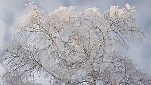 A tree with branches covered with fresh snow. The crown of a birch against a cloudy overcast gloomy sky in winter. Tinted