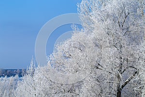 Tree branches covered with frost against the blue sky