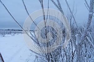 Tree branches covered with hoarfrost