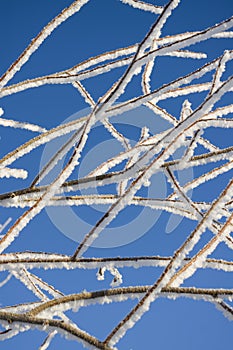 Tree branches covered with hoarfrost