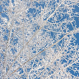 Tree Branches Covered in Hoarfrost