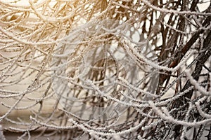 Tree branches covered with hoarfrost