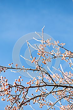 Tree branches covered hoarfrost, close up. First frost, winter coming concept