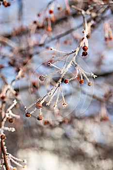 Tree branches covered hoarfrost, close up. First frost, winter coming concept