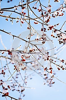 Tree branches covered hoarfrost, close up. First frost, winter coming concept