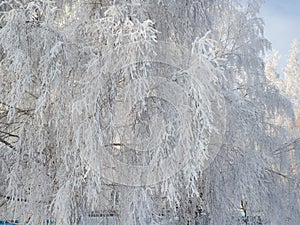 Tree branches covered with hoarfrost in the frost