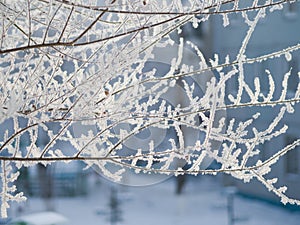 Tree branches covered with hoarfrost in the frost