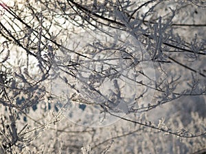 Tree branches covered with hoarfrost in the frost