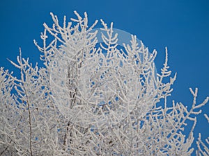 Tree branches covered with hoarfrost in the frost