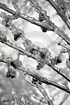 Tree branches covered with ice