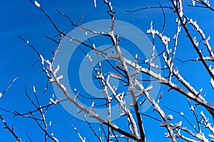 Tree branches covered with ice crystals against the blue sky Close-up