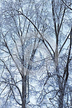 Tree branches covered with ice after an ice storm