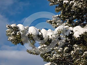 Tree branches covered with large amount of snow with blue contrasting sky in background