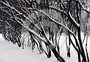 Tree branches covered with snow