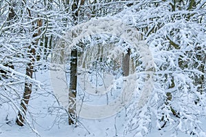 Tree branches covered with snow