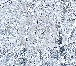 Tree branches covered with snow