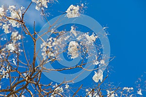 Tree branches covered with snow on a background of blue sky