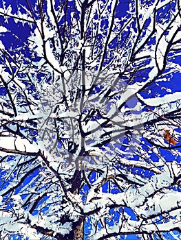 Tree branches covered snow with blue sky background