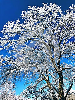 Tree branches covered snow with blue sky background