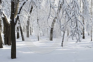 Tree branches covered with snow in the forest