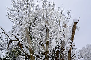 Tree Branches Covered with Snow in French Countryside during Christmas Season / Winter