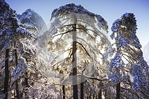 Tree branches covered by snow and ice