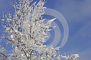 Tree branches covered with snow in sunlight and blue sky in background