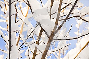 Tree branches covered with snow on sunny day.