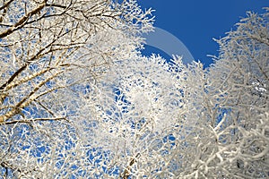 Tree branches covered with snow