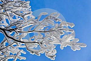 Tree branches covered with a thick layer of frost snow against