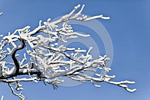 Tree branches covered with a thick layer of frost snow against
