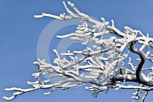 Tree branches covered with a thick layer of frost snow against
