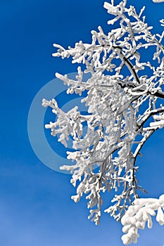 Tree branches covered with a thick layer of frost snow against