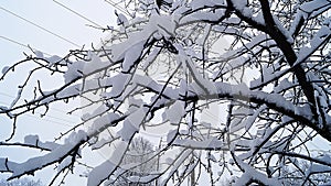 in the photo there is a landscape where tree branches are covered with snow