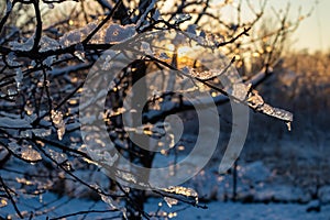 Tree branches covered with water ice and icicles hanging down from them