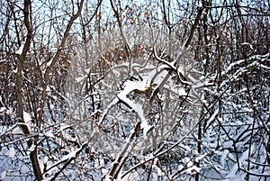 Tree branches covered with white fluffy snow, winter in forest, blue sky background