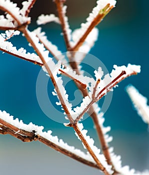 Tree branches covered by white fresh snow.