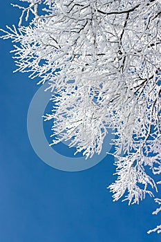 Tree branches covered with white frost