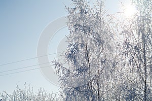 Tree branches covered with white frost against a blue sky