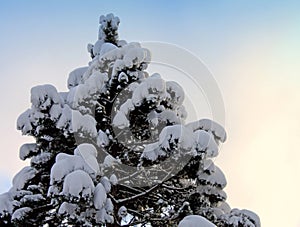 Tree branches covered in white snow