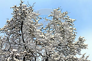 Tree branches covered in white snow