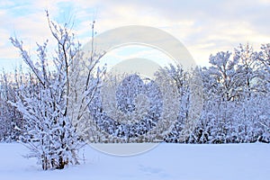 Tree branches covered in white snow