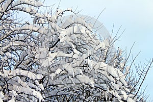 Tree branches covered in white snow