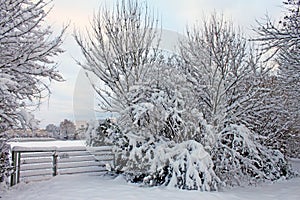 Tree branches covered in white snow