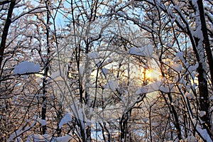 Tree branches covered in white snow