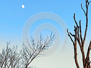 Tree branches with crescent moon