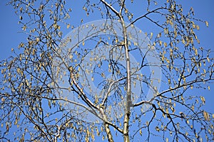 Tree branches with flowers of Alnus Serrulata.