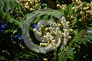 Tree branches with flowers of Rhus copallinum.